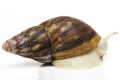 Archachatina marginata suturalis typ 4 albino body adult